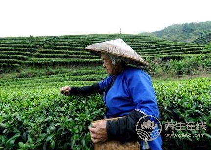清明茶什么時候采?喝清明茶有哪些好處 清明茶什么時候采?喝清明茶有哪些好處