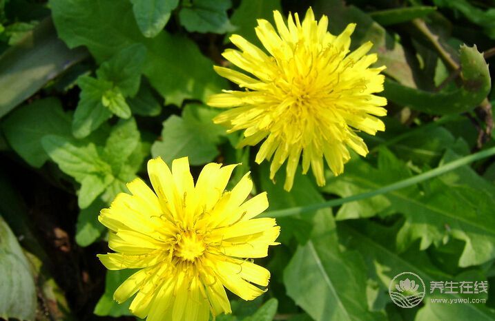 秋季養生重在“潤肺”！7大“養肺”食物為家人收了