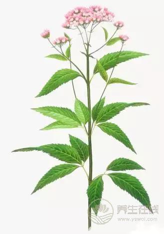 夏季濕氣不除、越補越毒！祛濕氣最厲害的，不是薏米，而是它！