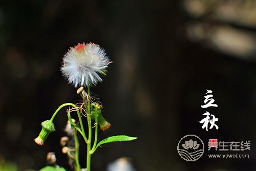 立秋后，這種東西就不能再吃了，當心