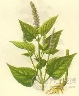 夏季濕氣不除、越補越毒！祛濕氣最厲害的，不是薏米，而是它！