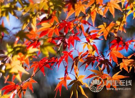 秋季預(yù)防氣象過敏和霧霾的方法 秋季預(yù)防氣象過敏和霧霾的方法