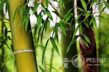 今天立夏:立夏飯、立夏茶、稱人,這些習俗你都懂嗎 今天立夏:立夏飯、立夏茶、稱人,這些習俗你都懂嗎