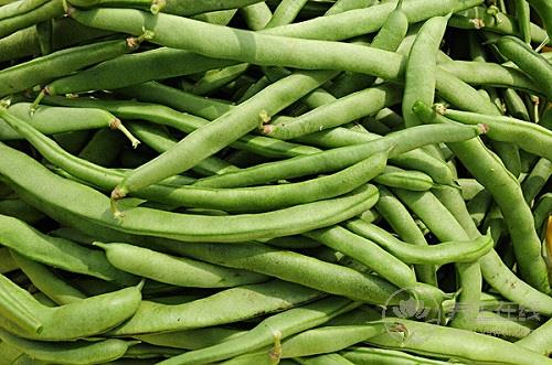 夏天吃四季豆,一定要注意這幾點 夏天吃四季豆,一定要注意這幾點