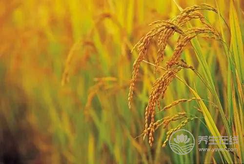 大暑農事  你需要注意的那些事項