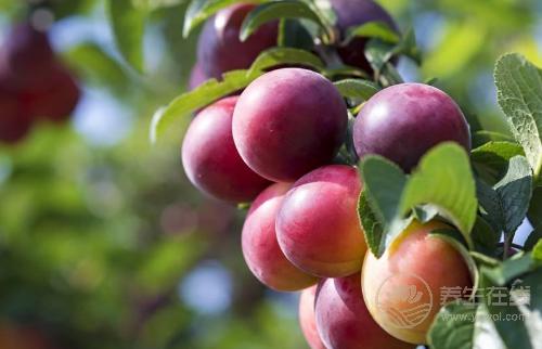秋天養生要管住嘴，4種水果越吃越傷身，別再在秋天吃了