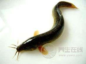 “仲夏，養生良機”之肉補篇