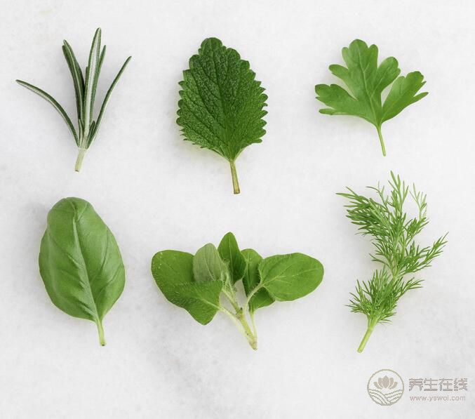 春季吃野菜 可口還能入藥 春季吃野菜 可口還能入藥