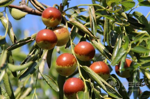 秋天養生要管住嘴，4種水果越吃越傷身，別再在秋天吃了
