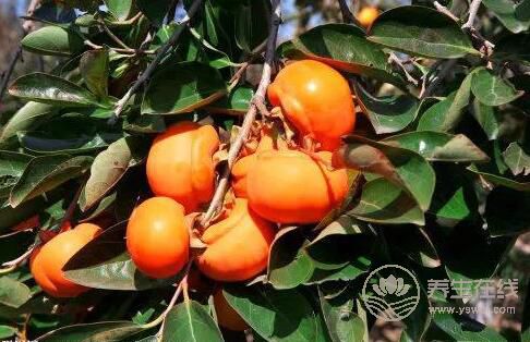 秋天水果豐收，好吃又營養(yǎng)，但千萬不要過量