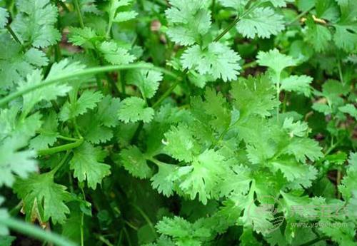 冬天到，常吃3種青菜，好吃營養，全家人都愛