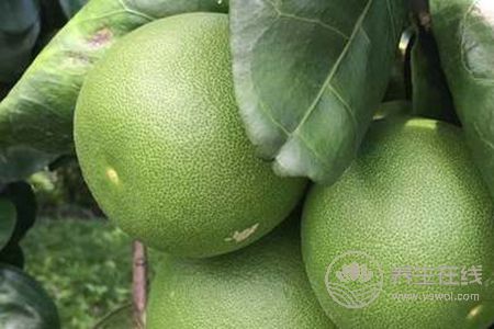 大寒時節(jié)吃什么養(yǎng)生?