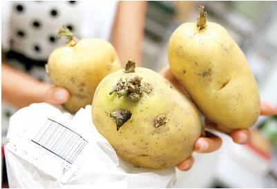 春季<a href=http://www.gyfww.com/jkys/ target=_blank class=infotextkey>養生</a>10種食物不能碰,易中毒! <a href=http://www.gyfww.com/tags-春季養生.html target=_blank class=infotextkey>春季養生</a>10種食物不能碰,易中毒!