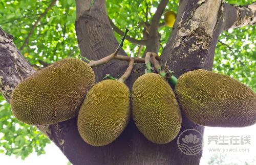 秋天養生要管住嘴，4種水果越吃越傷身，別再在秋天吃了