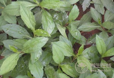 春季養生,三種野菜治“百病” 春季養生,三種野菜治“百病”