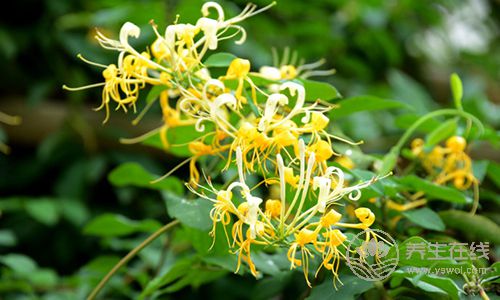 夏季降火最有用的6種食物，老上火的都收好了