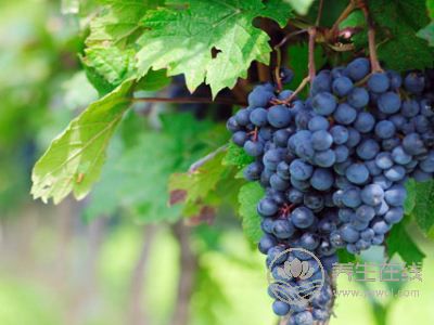 夏季養心護心就吃這幾種食物