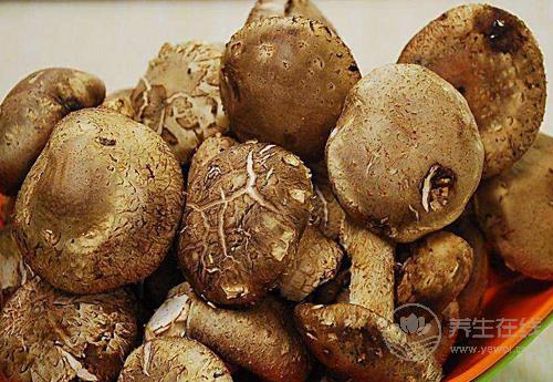 秋季多吃菌類，營養豐富，對身體好處多多