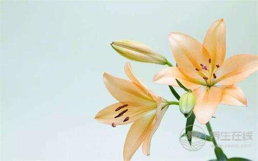 夏季養(yǎng)生這點事，你應(yīng)該提前知道？