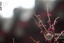 2019年什么時候驚蟄 驚蟄時間是幾點幾分