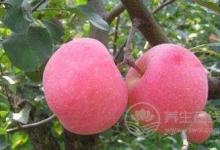 養(yǎng)生飲食就一定要清淡嗎？夏季養(yǎng)生可以這樣吃！