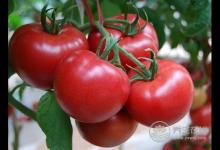 夏季多吃幾種水果，生津止渴