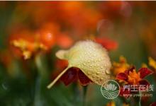 寒露時節適合老人養生運動的有哪些？