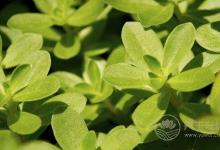 夏季濕氣重怎么辦？不妨多吃這5種食物