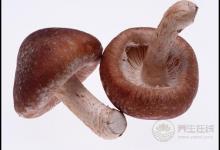 秋季宜養(yǎng)肝，3種果蔬是“護(hù)肝法寶”，常吃肝好你更好