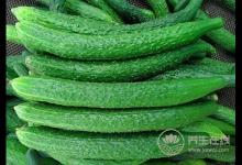 夏季消暑可多喝養生粥