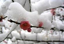 小雪節氣養生飲食上要注意哪些？