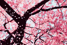 春夏養生飲食小貼士，家中常備的進補小食材你家有幾樣？