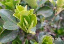 春夏交替，養(yǎng)生需要注意什么？