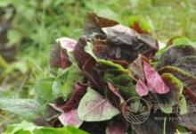 秋分為什么要吃秋菜？