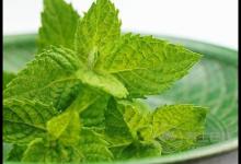 夏季辦公室族易患風(fēng)熱感冒？ 3款薄荷飲品可治愈
