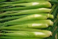 夏季養(yǎng)生 莫忘“水中四寶”！