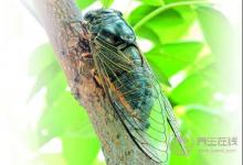 夏季這樣喝水百病不生 一杯白開水功效這么好