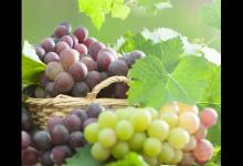 秋季養(yǎng)生法則：常吃葡萄，能收獲3大好處