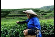 谷雨時令健脾胃，兩大食材來助陣