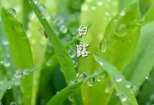 節(jié)氣養(yǎng)生有妙招  讓準(zhǔn)媽安全度過“白露”劫