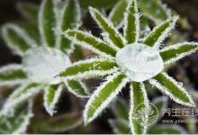  霜降時節哪些疾病易復發？