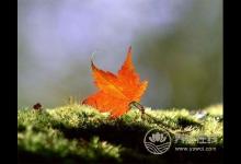 立秋吃蜜不吃姜，多吃水果少食瓜