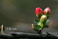 春季養(yǎng)生：春季健康飲食