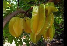 8月份不可錯(cuò)過(guò)的水果，味美營(yíng)養(yǎng)養(yǎng)生