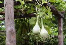 三伏天降火，清熱“三方飲”正合適