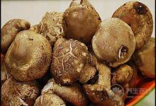 秋季多吃菌類，營(yíng)養(yǎng)豐富，對(duì)身體好處多多