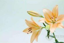 夏季養(yǎng)生這點(diǎn)事，你應(yīng)該提前知道？