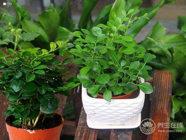 夏天到蚊蟲多 養花草可驅除 夏天到蚊蟲多 養花草可驅除