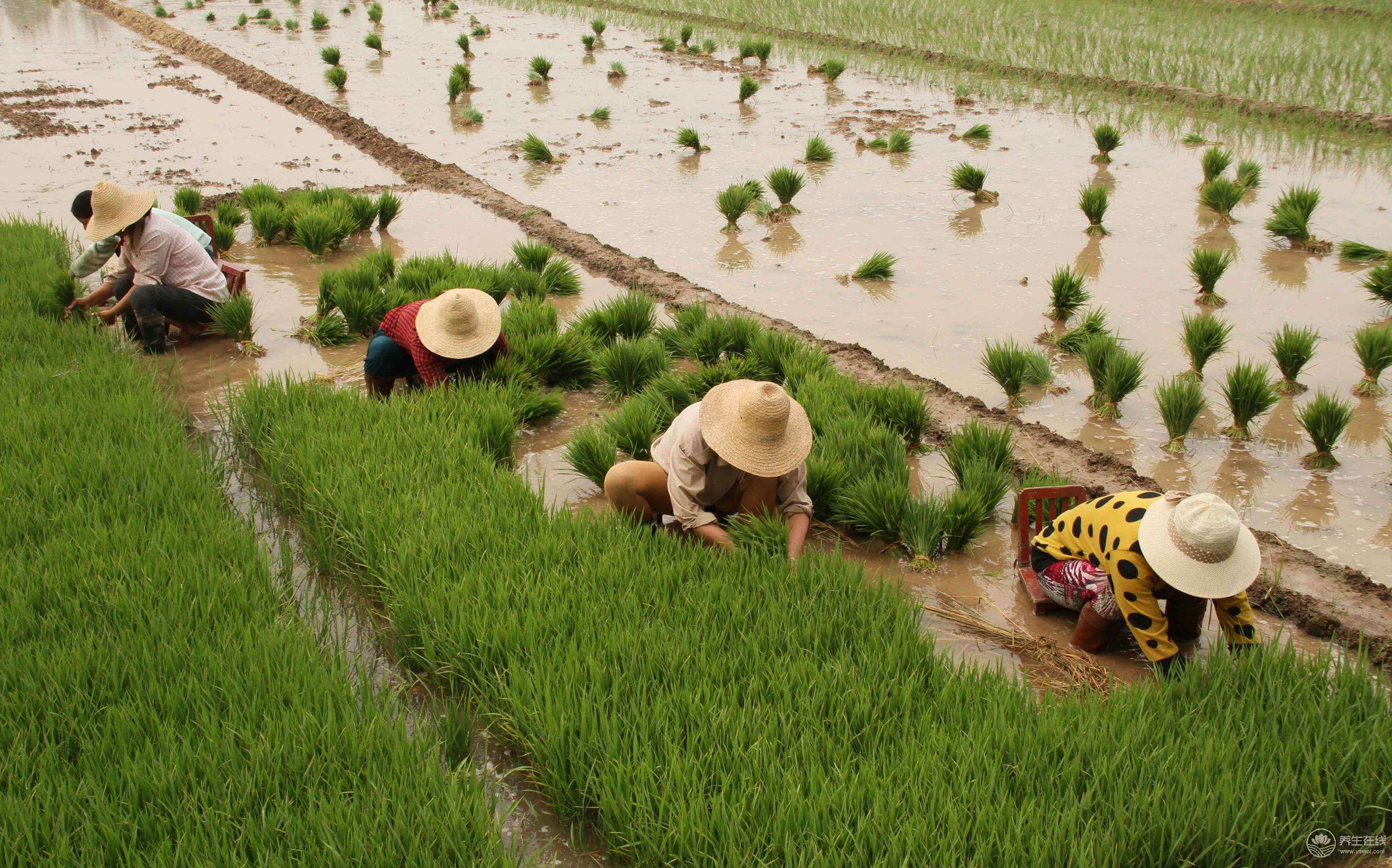夏至農(nóng)事活動