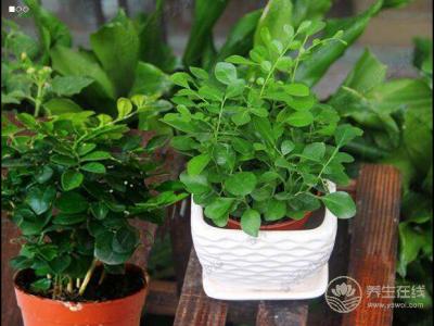 夏天到蚊蟲多 養花草可驅除